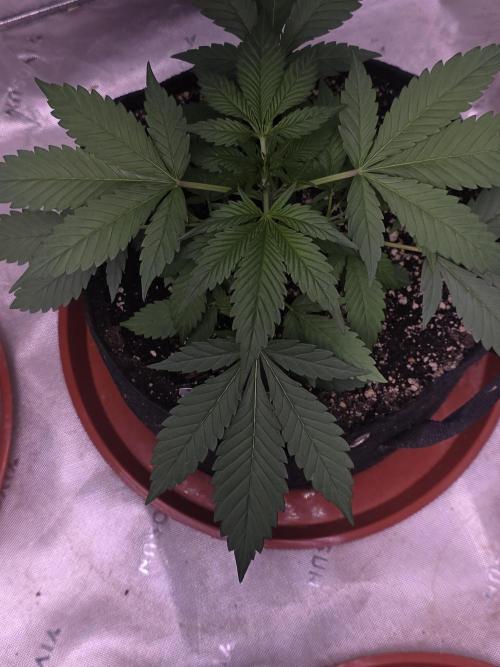 Strawberry Gorilla - Strong Pack. Week 4