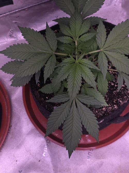 Strawberry Gorilla - Strong Pack. Week 4