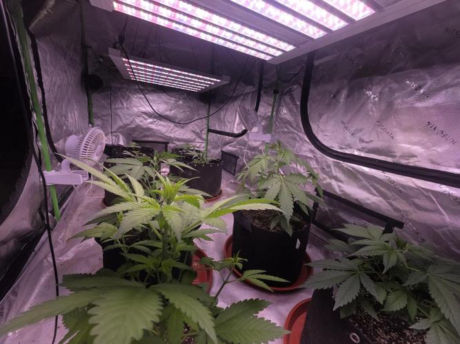 Strawberry Gorilla - Strong Pack. Week 4