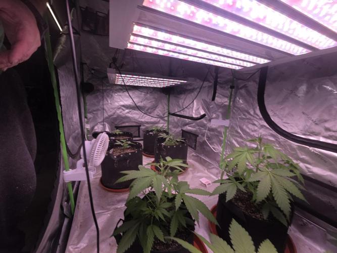 Grow Tent Pro 4x8 P848 (48 x 96 x 80). Week 4
