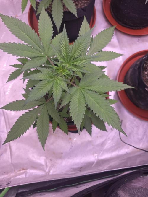 Guava Runtz - Champions Line Trial Pack. Week 4