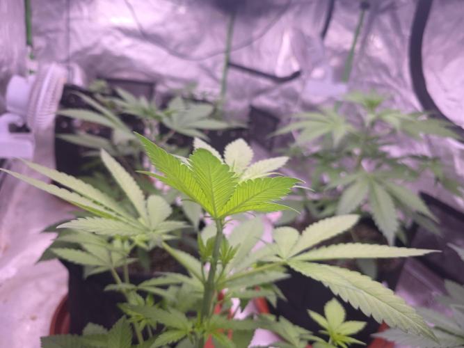 Guava Runtz - Champions Line Trial Pack. Week 4