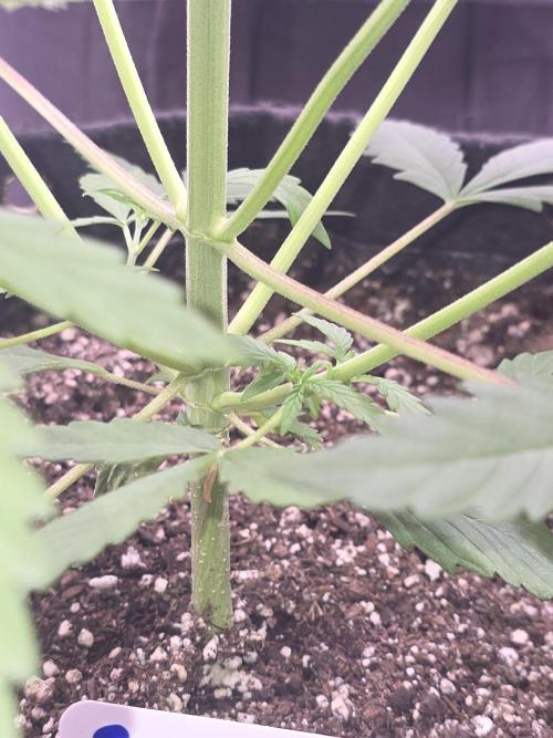 Guava Runtz - Champions Line Trial Pack. Week 4
