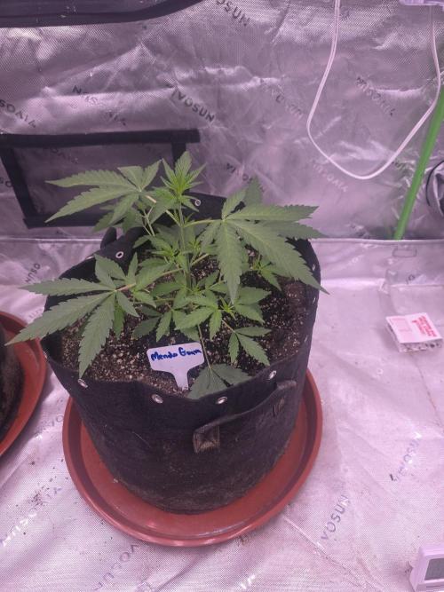 Mendo Guava - Champions Line Trial Pack. Week 4