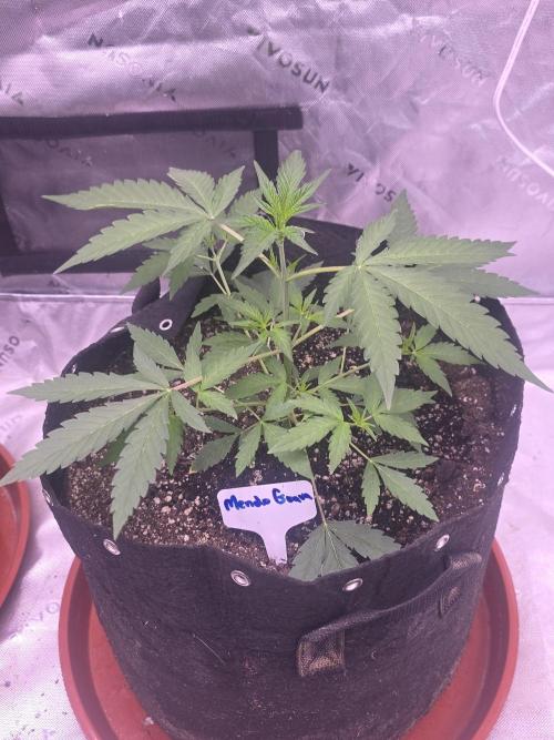 Mendo Guava - Champions Line Trial Pack. Week 4