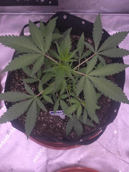 Mendo Guava - Champions Line Trial Pack. Week 4