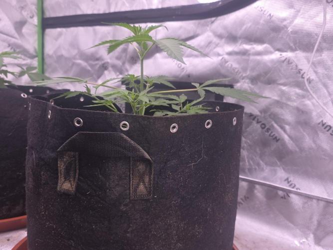 Mendo Guava - Champions Line Trial Pack. Week 4