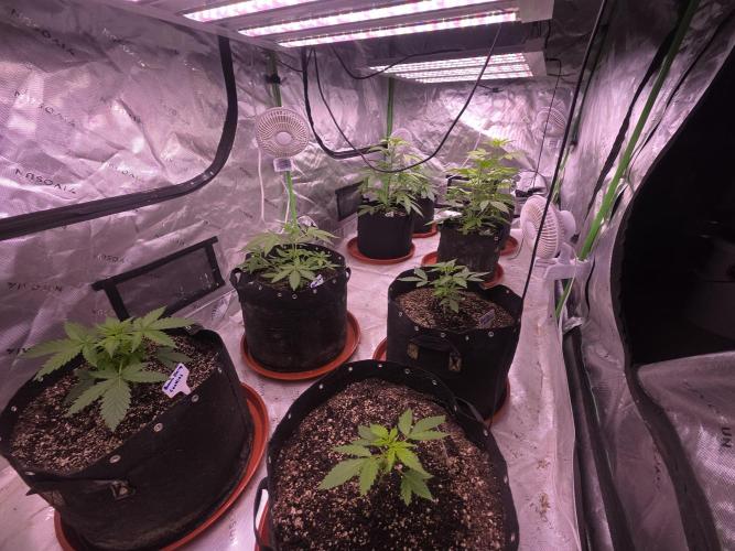 Mendo Guava - Champions Line Trial Pack. Week 4