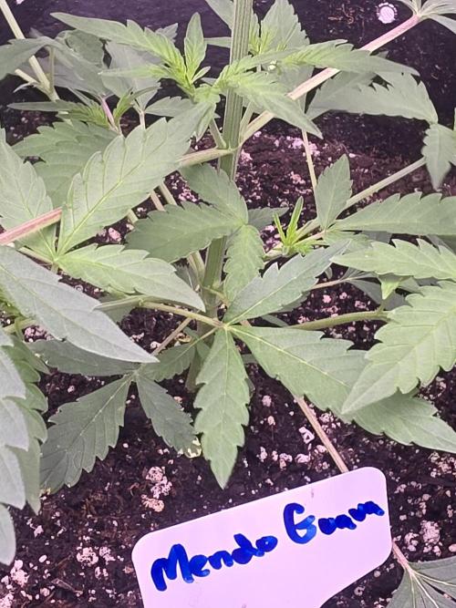 Mendo Guava - Champions Line Trial Pack. Week 4