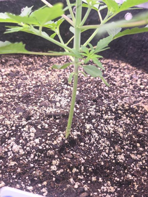 Gorilla Cookies - Fastbuds. Week 3