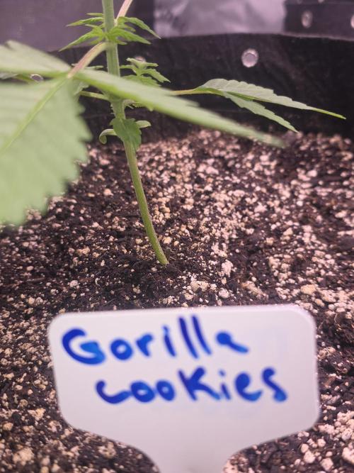 Gorilla Cookies - Fastbuds. Week 3