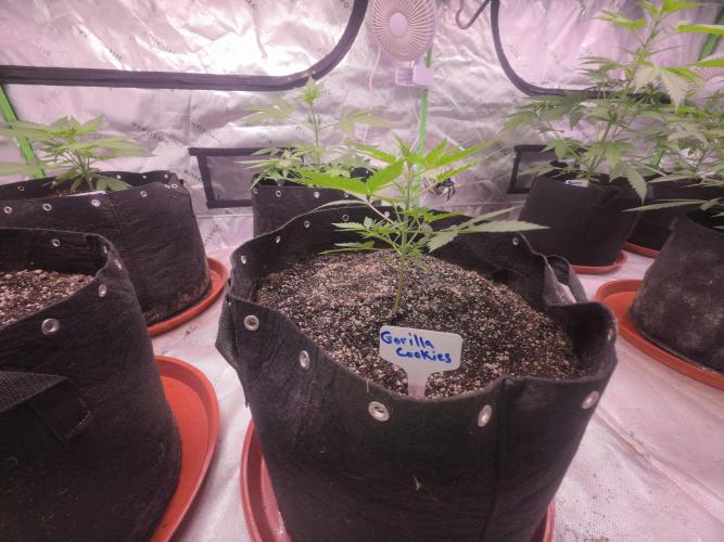 Gorilla Cookies - Fastbuds. Week 3