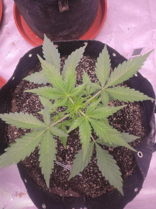 Gorilla Cookies - Fastbuds. Week 3