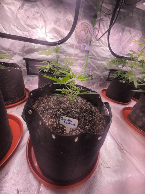 Gorilla Cookies - Fastbuds. Week 3
