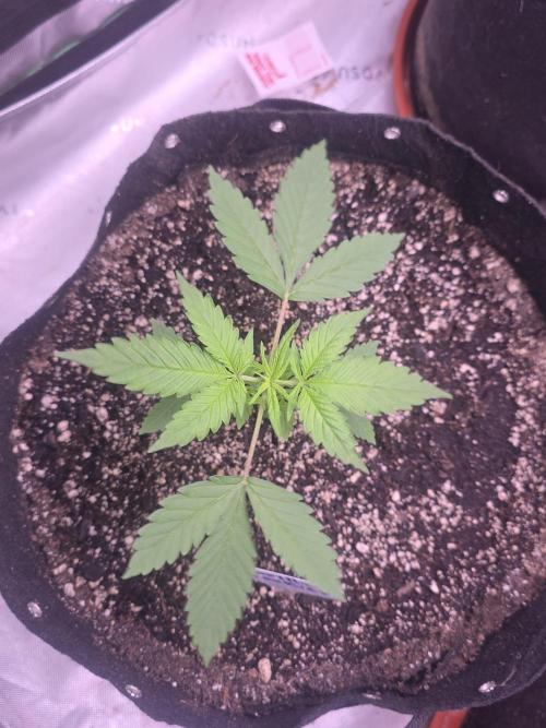 Gorilla Cookies - Fastbuds. Week 3
