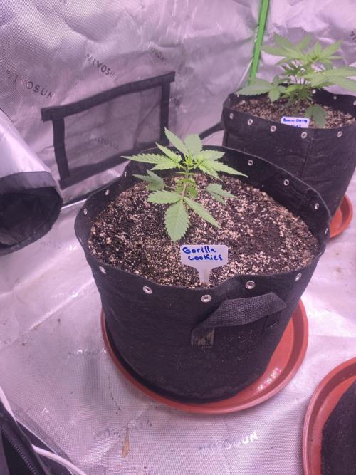 Grow Tent Pro 4x8 P848 (48 x 96 x 80). Week 3