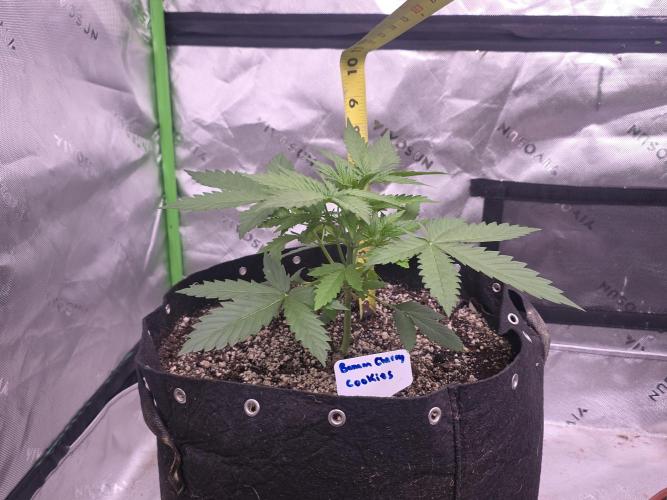 Banana Cherry Cookies Fastbuds. Week 3