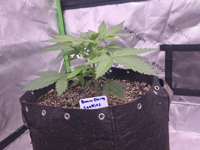 Banana Cherry Cookies Fastbuds. Week 3