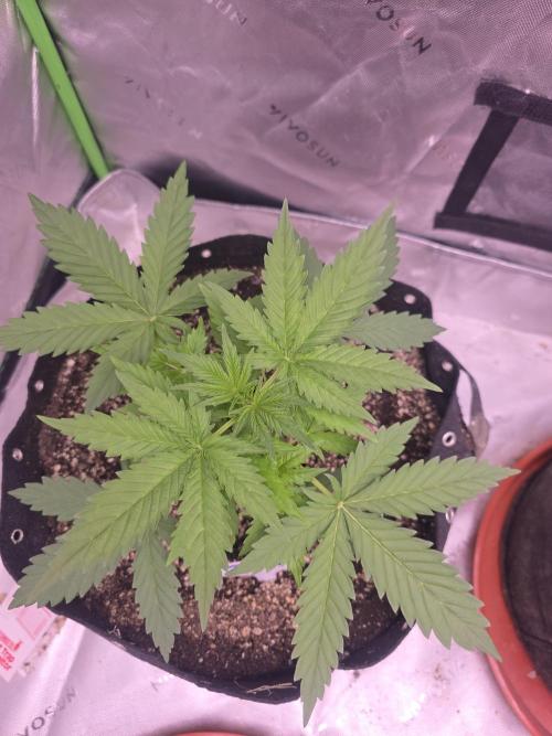 Banana Cherry Cookies Fastbuds. Week 3