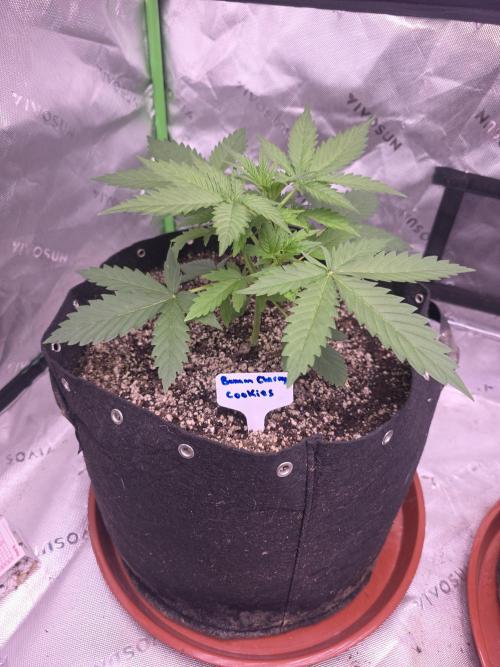 Banana Cherry Cookies Fastbuds. Week 3