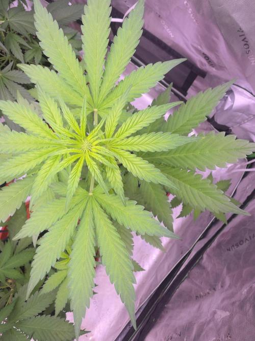 Frostbanger Strong Strains trial pack. Week 5