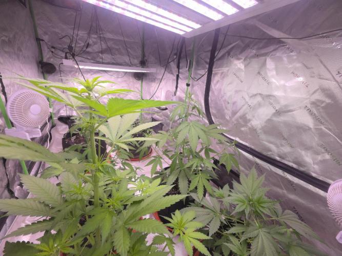 Frostbanger Strong Strains trial pack. Week 5