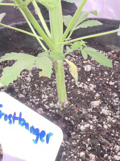 Frostbanger Strong Strains trial pack. Week 5