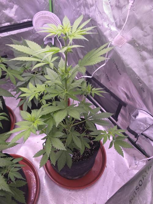Frostbanger Strong Strains trial pack. Week 5