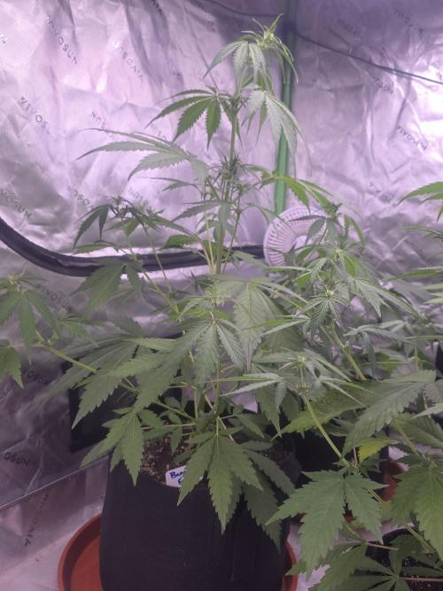Banana Frost - Champions Line Trial pack. Week 5