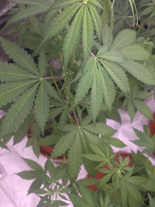 Banana Frost - Champions Line Trial pack. Week 5