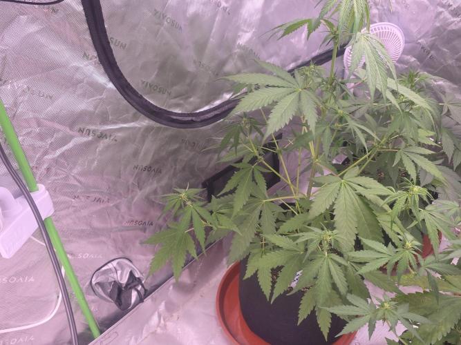 Banana Frost - Champions Line Trial pack. Week 5