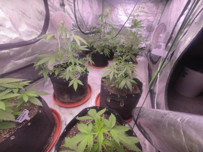 Banana Frost - Champions Line Trial pack. Week 5