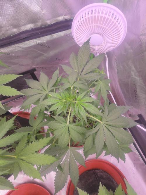 Strawberry Gorilla - Strong Pack. Week 5