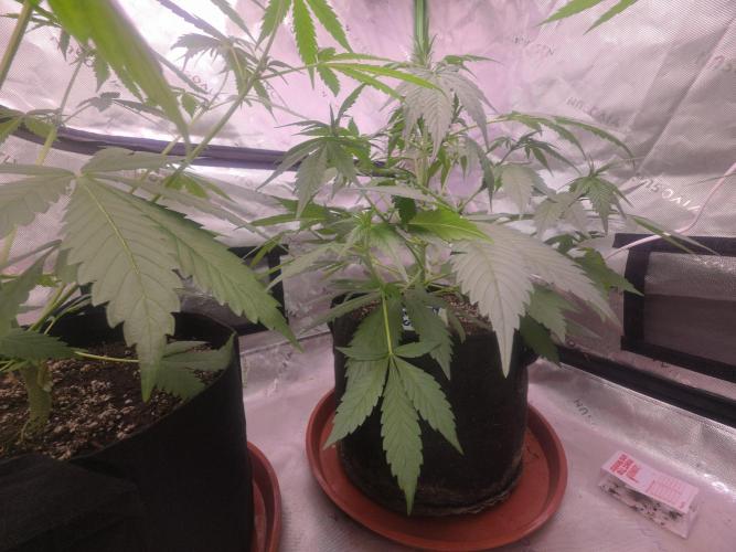 Strawberry Gorilla - Strong Pack. Week 5