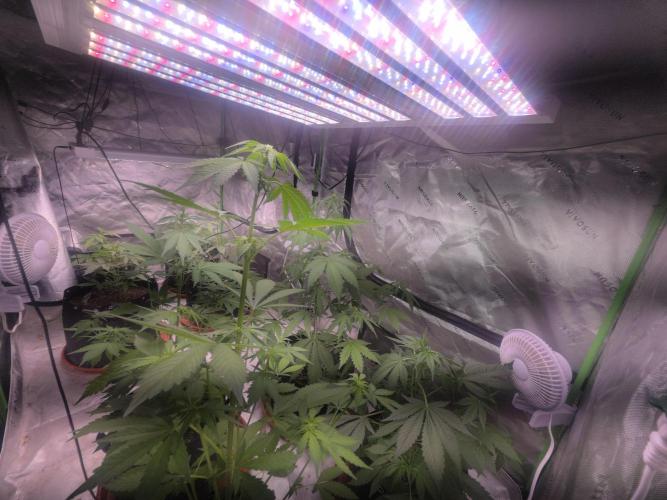 Strawberry Gorilla - Strong Pack. Week 5
