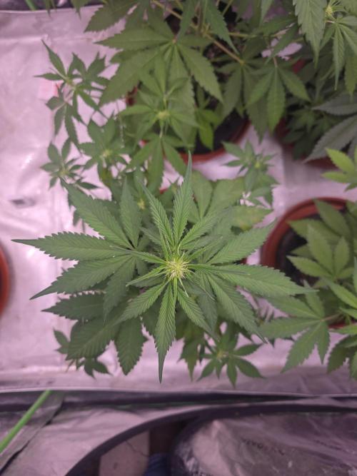 Guava Runtz - Champions Line Trial Pack. Week 5