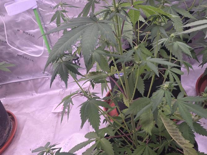 Guava Runtz - Champions Line Trial Pack. Week 5