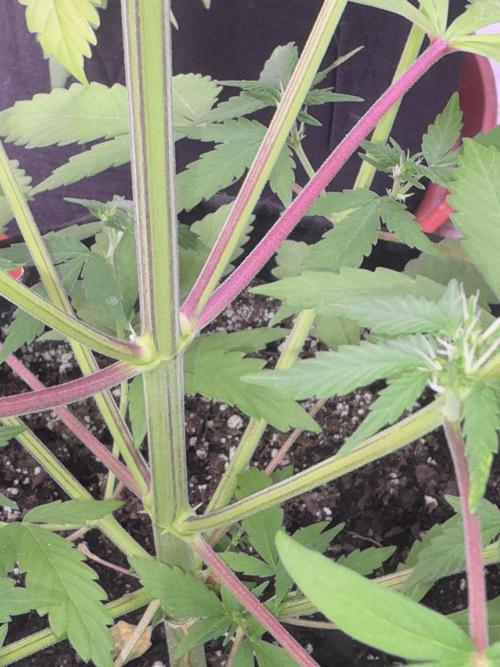 Guava Runtz - Champions Line Trial Pack. Week 5