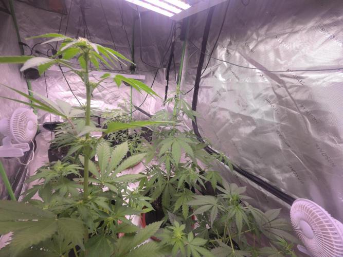 Guava Runtz - Champions Line Trial Pack. Week 5