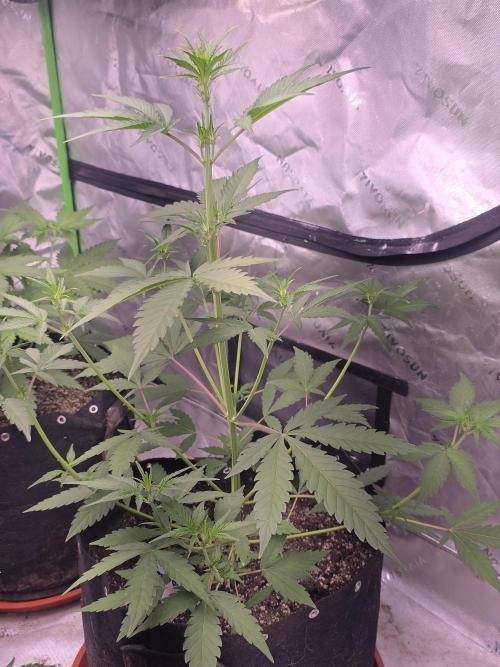 Mendo Guava - Champions Line Trial Pack. Week 5