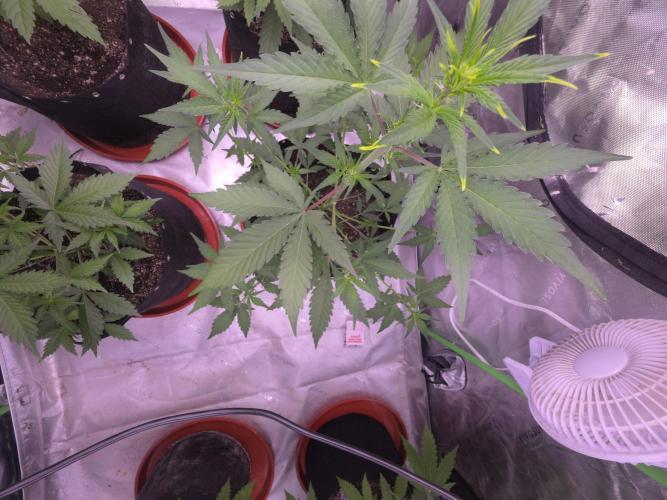 Mendo Guava - Champions Line Trial Pack. Week 5