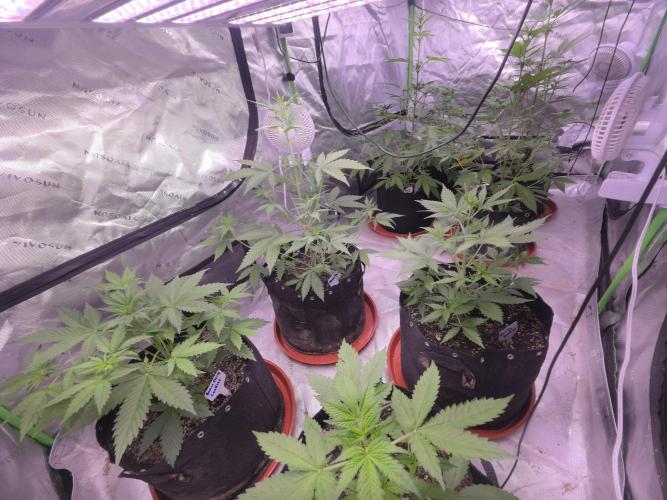 Mendo Guava - Champions Line Trial Pack. Week 5