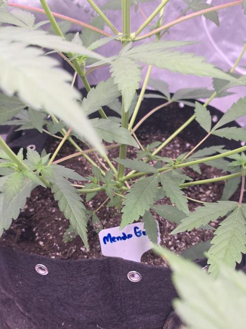 Mendo Guava - Champions Line Trial Pack. Week 5