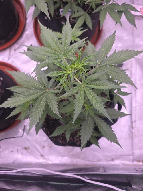 Gorilla Cookies - Fastbuds. Week 4