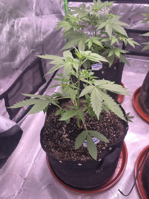 Gorilla Cookies - Fastbuds. Week 4