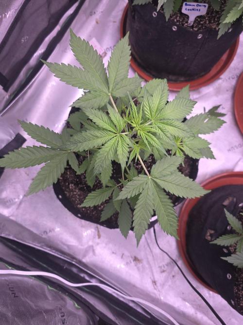 Gorilla Cookies - Fastbuds. Week 4