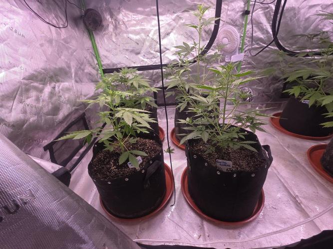 Gorilla Cookies - Fastbuds. Week 4