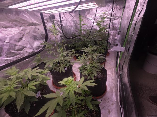 Gorilla Cookies - Fastbuds. Week 4