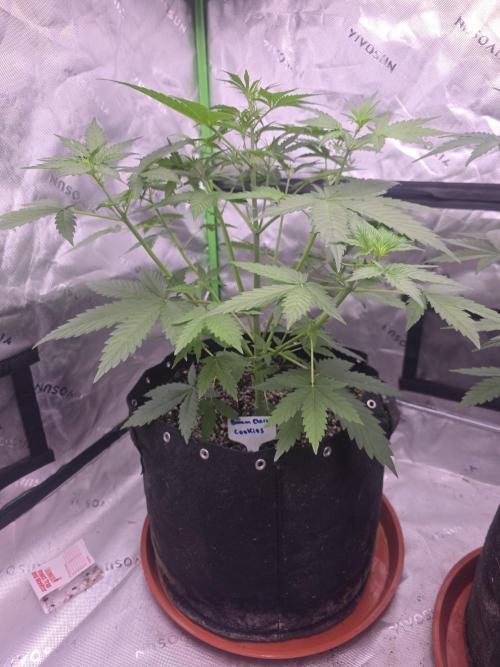 Banana Cherry Cookies Fastbuds. Week 4