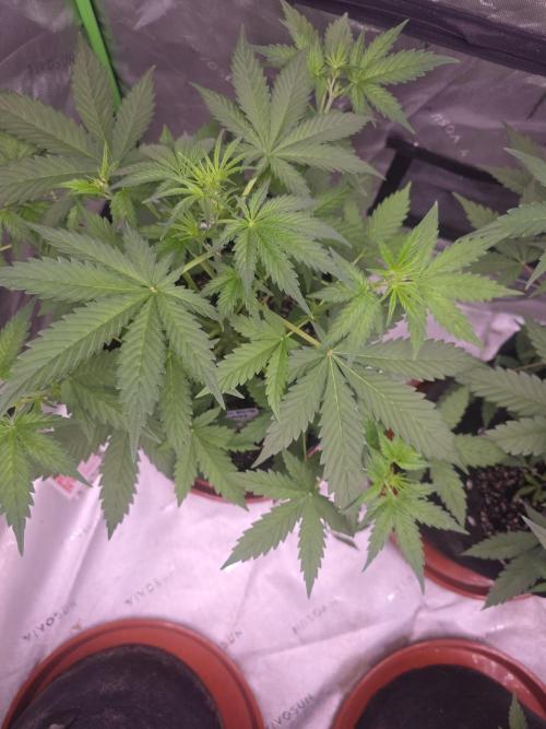 Banana Cherry Cookies Fastbuds. Week 4